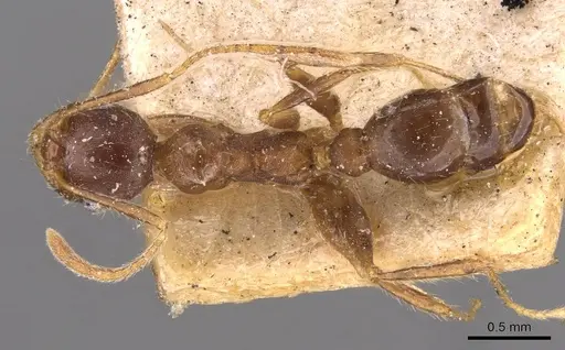 Pheidole spathifera specimen CASENT0907958 image casent0907958_1