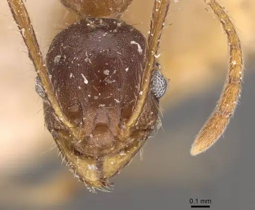 Pheidole spathifera specimen CASENT0907958 image casent0907958_2