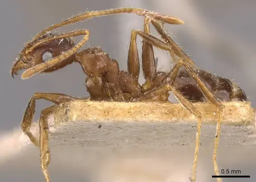 Pheidole spathifera specimen CASENT0907958 image casent0907958_3