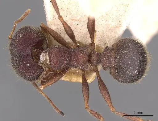 Pheidole spathifera specimen CASENT0907959 image casent0907959_1