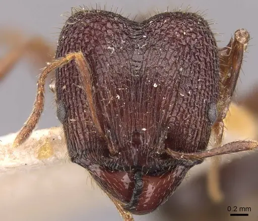 Pheidole spathifera specimen CASENT0907959 image casent0907959_2
