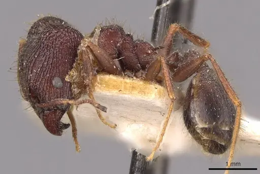 Pheidole spathifera specimen CASENT0907959 image casent0907959_3