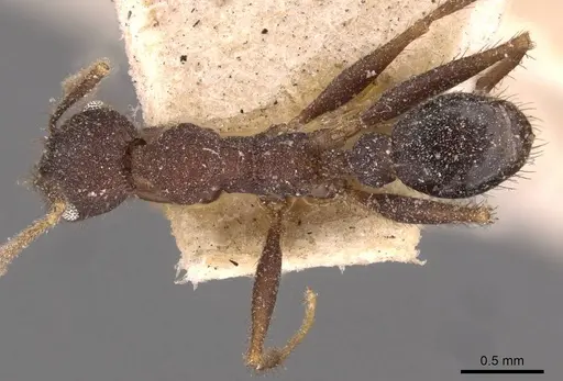 Pheidole spathifera specimen CASENT0907960 image casent0907960_1