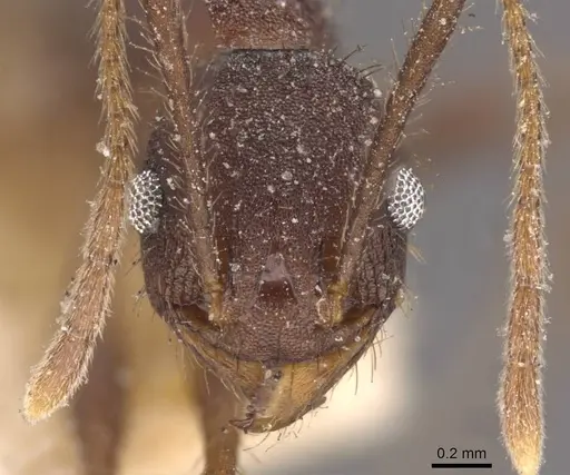 Pheidole spathifera specimen CASENT0907960 image casent0907960_2