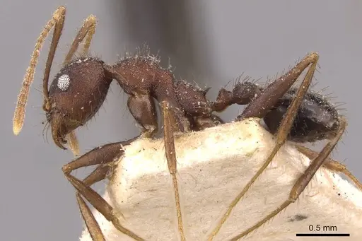 Pheidole spathifera specimen CASENT0907960 image casent0907960_3
