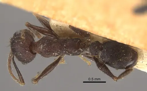 Pheidole spathifera specimen CASENT0917784 image casent0917784_1