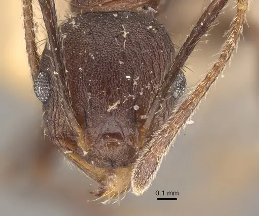 Pheidole spathifera specimen CASENT0917784 image casent0917784_2