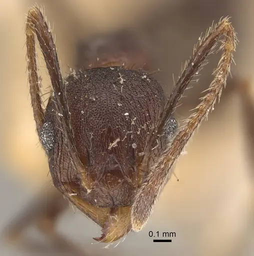 Pheidole spathifera specimen CASENT0917784 image casent0917784_3
