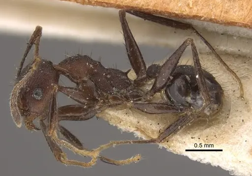 Pheidole spathifera specimen CASENT0917784 image casent0917784_4