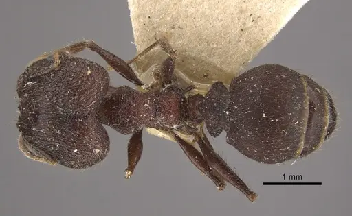 Pheidole spathifera specimen CASENT0917785 image casent0917785_1
