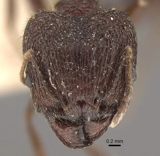 Pheidole spathifera specimen CASENT0917785 image casent0917785_2