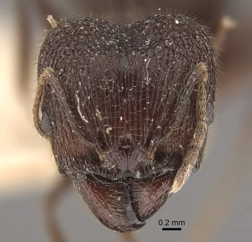 Pheidole spathifera specimen CASENT0917785 image casent0917785_3