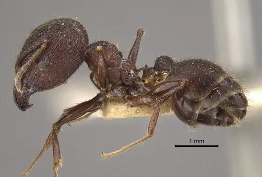 Pheidole spathifera specimen CASENT0917785 image casent0917785_4
