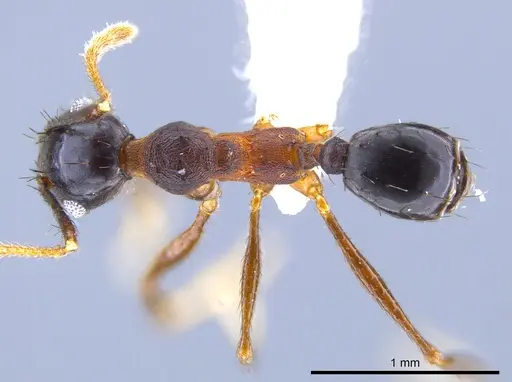 Pheidole spathipilosa specimen CASENT0619694 image casent0619694_1