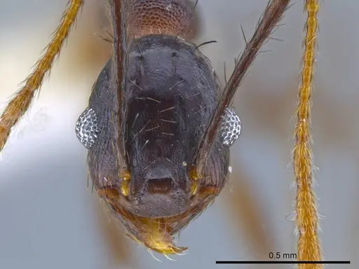 Pheidole spathipilosa specimen CASENT0619694 image casent0619694_2