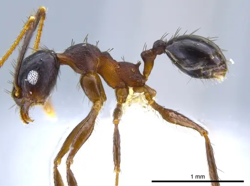 Pheidole spathipilosa specimen CASENT0619694 image casent0619694_3