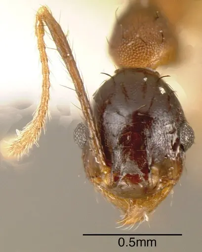Pheidole spathipilosa specimen CASENT0635530 image casent0635530_1