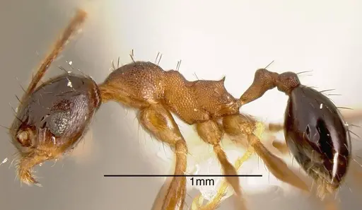 Pheidole spathipilosa specimen CASENT0635530 image casent0635530_2