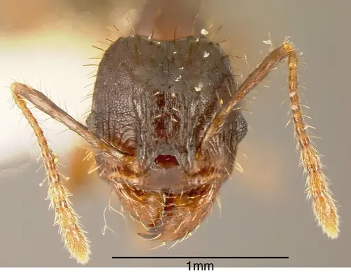 Pheidole spathipilosa specimen INBIOCRI001218131 image inbiocri001218131_1