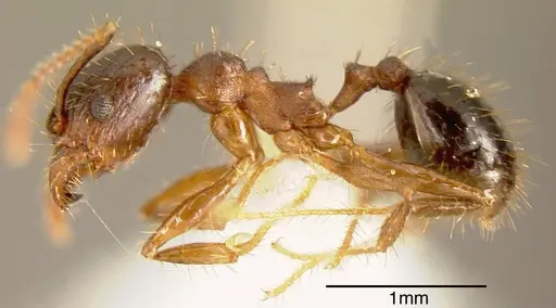 Pheidole spathipilosa specimen INBIOCRI001218131 image inbiocri001218131_2