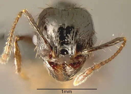 Pheidole spathipilosa specimen MEKOU221463 image mekou221463_1
