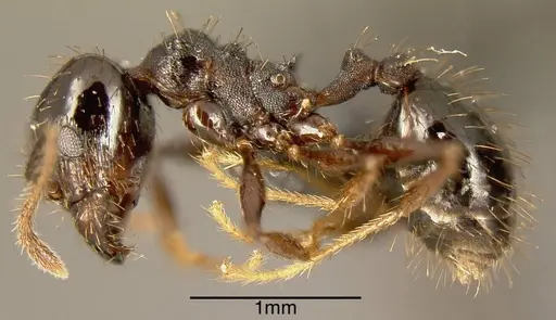 Pheidole spathipilosa specimen MEKOU221463 image mekou221463_2