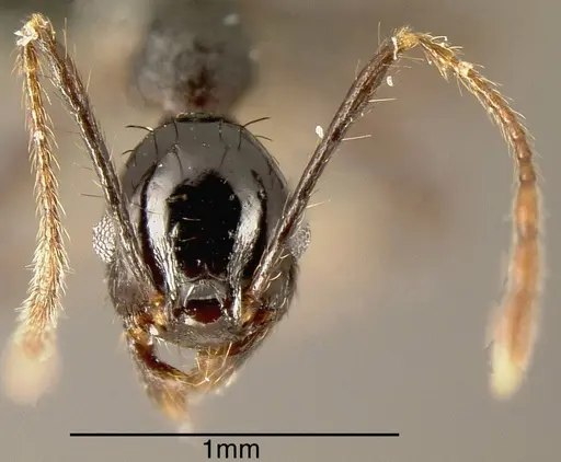 Pheidole spathipilosa specimen MEKOU221464 image mekou221464_1