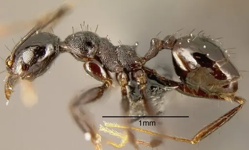 Pheidole spathipilosa specimen MEKOU221464 image mekou221464_2
