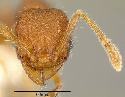 Pheidole specularis specimen CASENT0635480 image casent0635480_1