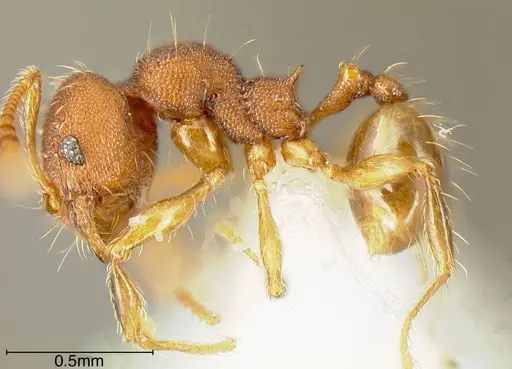 Pheidole specularis specimen CASENT0635480 image casent0635480_2
