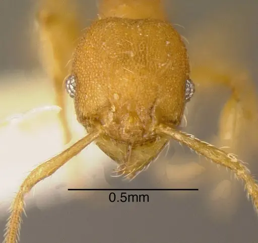 Pheidole specularis specimen CASENT0635531 image casent0635531_1