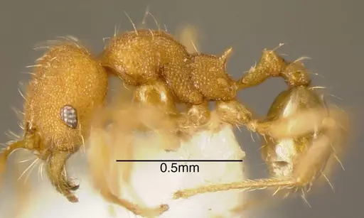 Pheidole specularis specimen CASENT0635531 image casent0635531_2