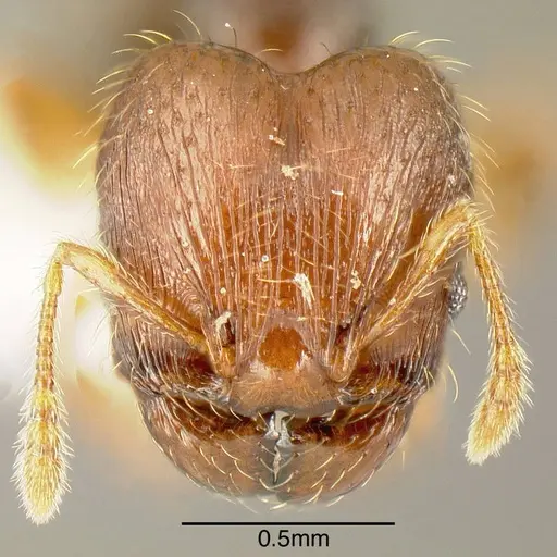 Pheidole specularis specimen INB0003659292 image inb0003659292_1