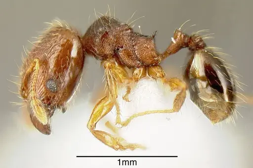 Pheidole specularis specimen INB0003659292 image inb0003659292_2