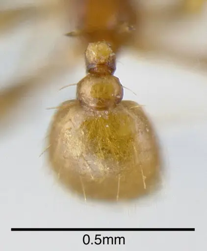 Pheidole specularis specimen INB0003679951 image inb0003679951_1