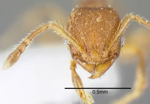 Pheidole specularis specimen INB0003679951 image inb0003679951_2