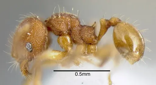 Pheidole specularis specimen INB0003679951 image inb0003679951_3