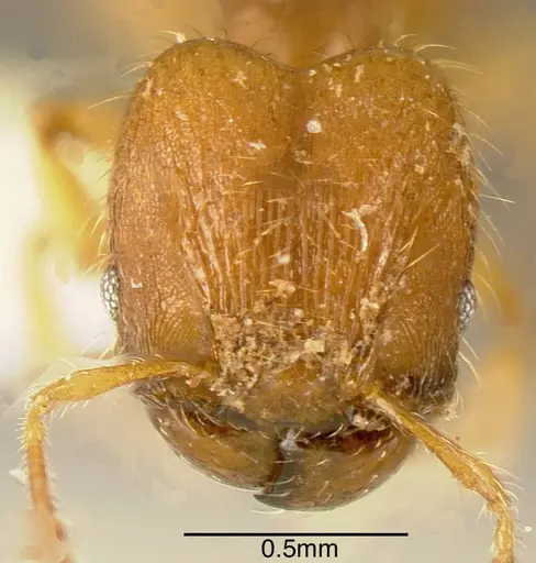 Pheidole specularis specimen INBIOCRI002279806 image inbiocri002279806_1