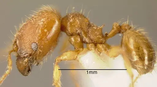 Pheidole specularis specimen INBIOCRI002279806 image inbiocri002279806_2