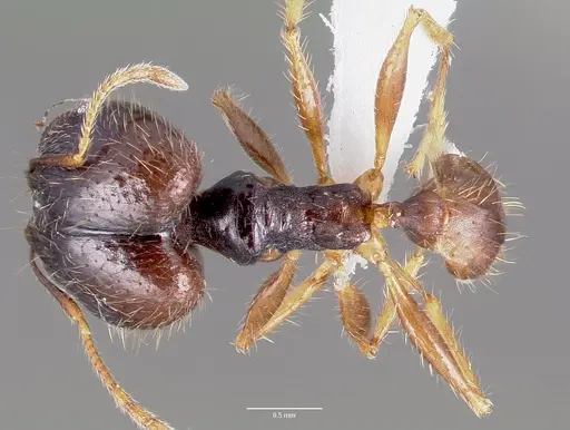 Pheidole speculifera specimen CASENT0003238 image casent0003238_1