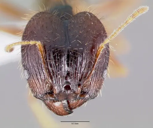 Pheidole speculifera specimen CASENT0003238 image casent0003238_2