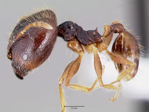 Pheidole speculifera specimen CASENT0003238 image casent0003238_3