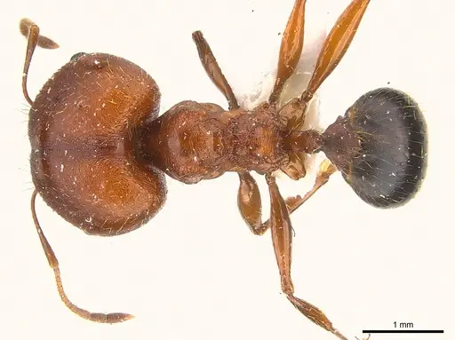 Pheidole speculifera specimen CASENT0217104 image casent0217104_1