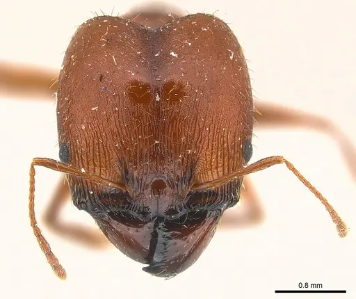 Pheidole speculifera specimen CASENT0217104 image casent0217104_2