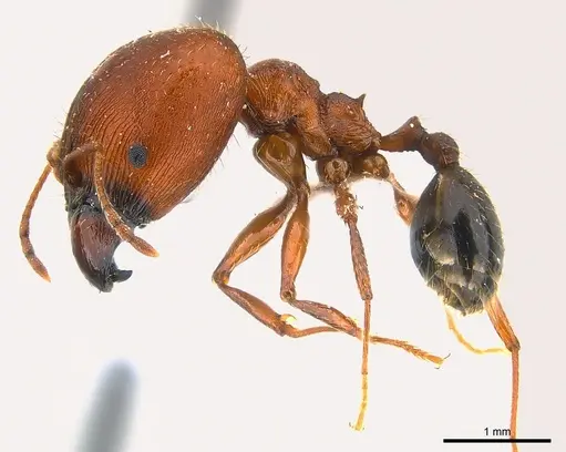 Pheidole speculifera specimen CASENT0217104 image casent0217104_3