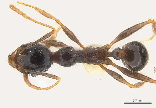 Pheidole speculifera specimen CASENT0217105 image casent0217105_1