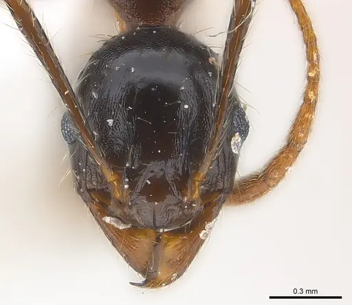Pheidole speculifera specimen CASENT0217105 image casent0217105_2