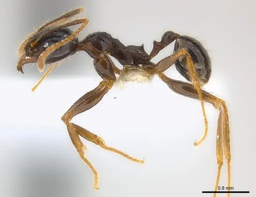 Pheidole speculifera specimen CASENT0217105 image casent0217105_3