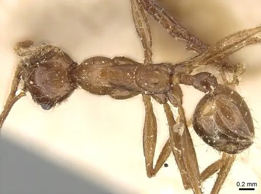 Pheidole speculifera specimen CASENT0281185 image casent0281185_1