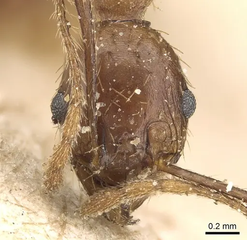Pheidole speculifera specimen CASENT0281185 image casent0281185_2